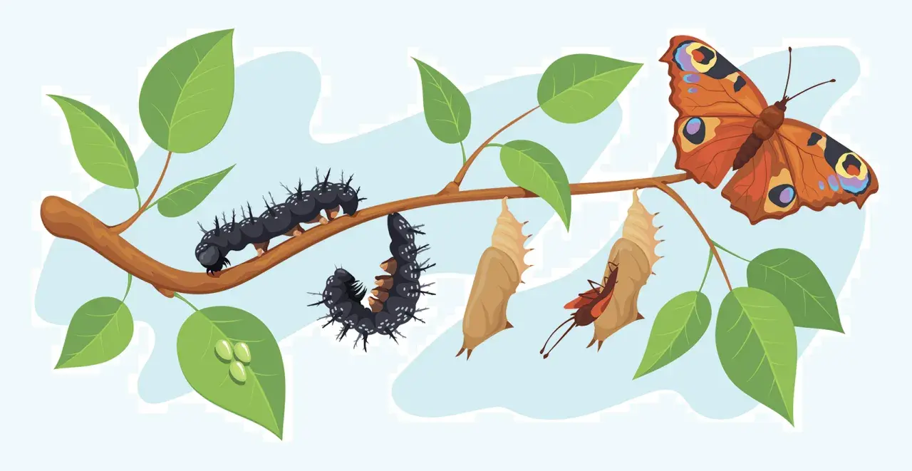 Il ciclo vitale di una farfalla: bruchi, crisalidi e una farfalla colorata, come in Alice nel Paese delle Meraviglie.