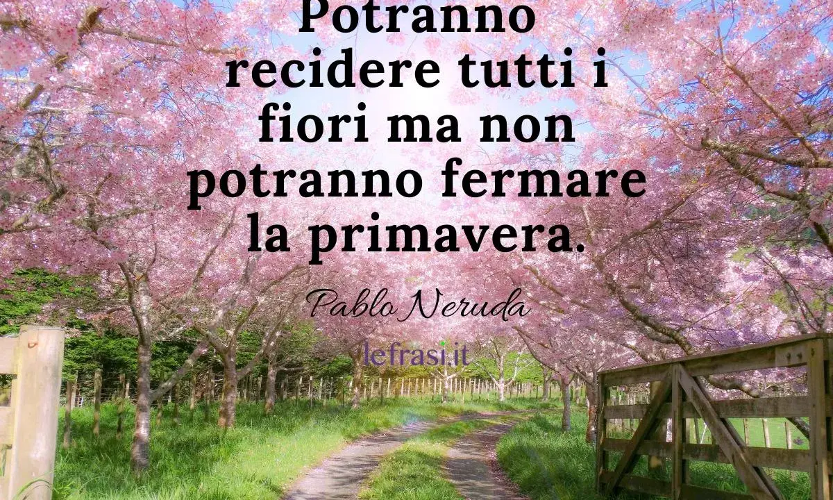 Un sentiero fiorito di ciliegi rosa, con un cancello in legno. Frasi sulla primavera per bambini: "Potranno recidere tutti i fiori ma non potranno fermare la primavera.