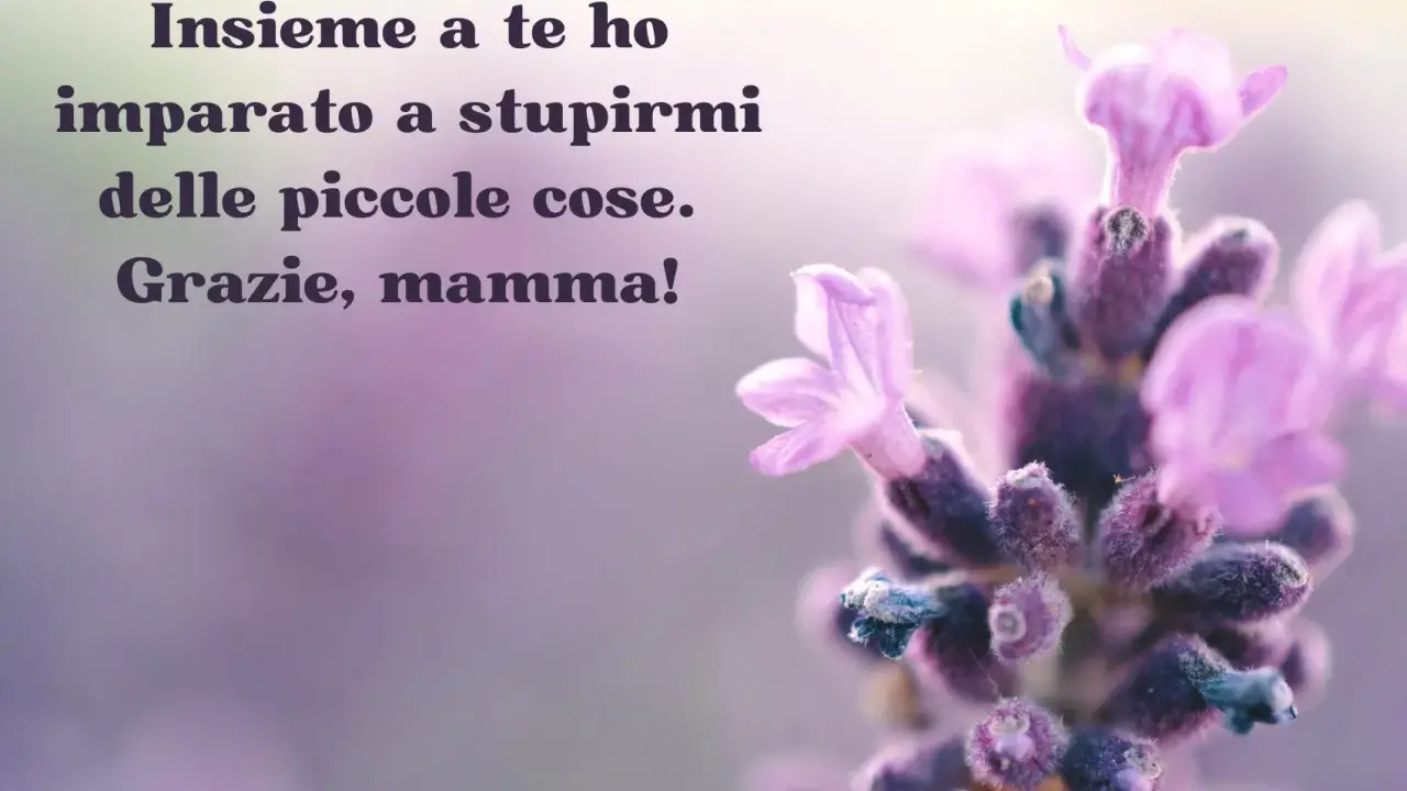 Fiori di lavanda e la scritta "Insieme a te ho imparato a stupirmi delle piccole cose. Grazie, mamma!". Buona festa della mamma!