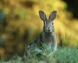 Un coniglietto curioso, forse il protagonista della storia del coniglio pasquale, emerge dall'erba con uno sfondo sfocato e dorato.