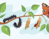 Il ciclo vitale di una farfalla: bruchi, crisalidi e una farfalla colorata, come in Alice nel Paese delle Meraviglie.