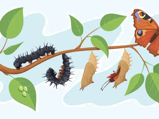Il ciclo vitale di una farfalla: bruchi, crisalidi e una farfalla colorata, come in Alice nel Paese delle Meraviglie.