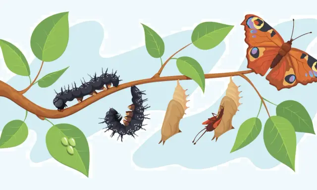 Il ciclo vitale di una farfalla: bruchi, crisalidi e una farfalla colorata, come in Alice nel Paese delle Meraviglie.