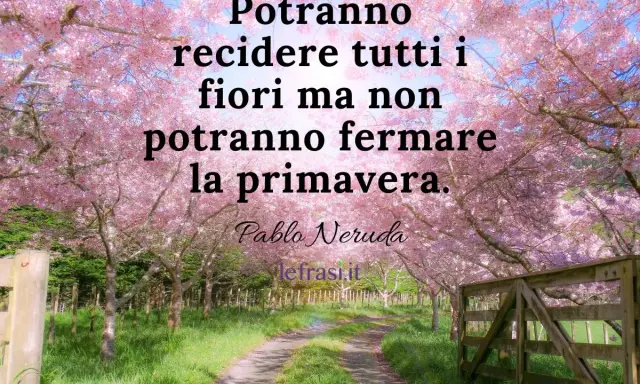 Un sentiero fiorito di ciliegi rosa, con un cancello in legno. Frasi sulla primavera per bambini: "Potranno recidere tutti i fiori ma non potranno fermare la primavera.