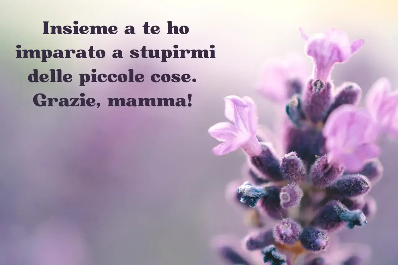Fiori di lavanda e la scritta "Insieme a te ho imparato a stupirmi delle piccole cose. Grazie, mamma!". Buona festa della mamma!